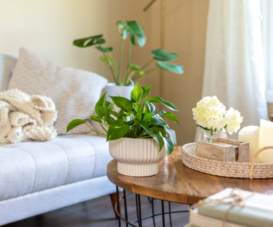 How to Style a Coffee Table with Plants